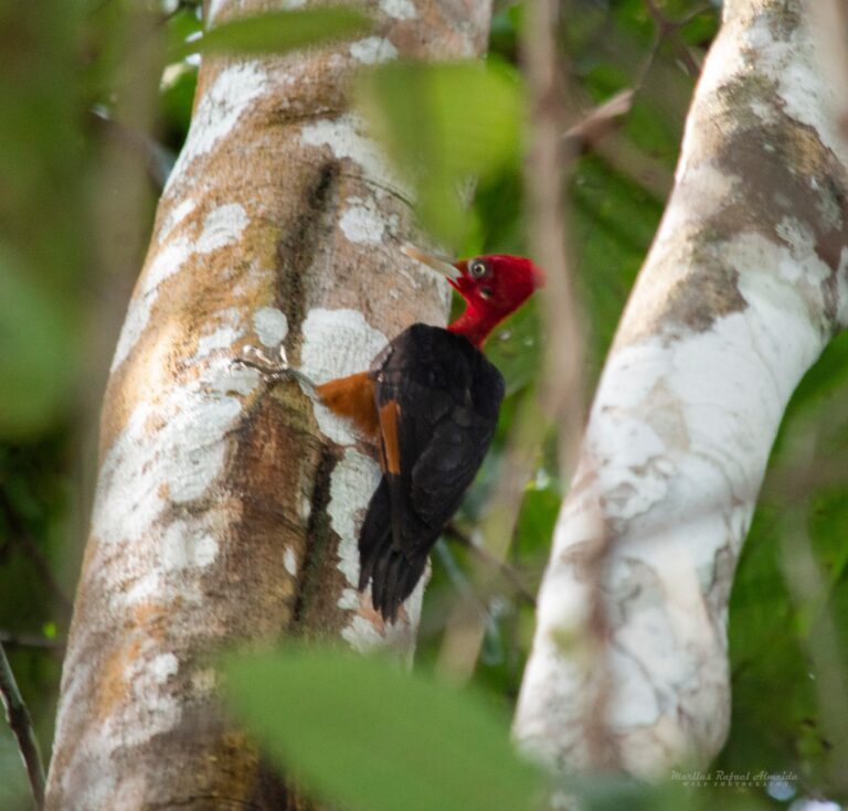 Pica-pau-de-barriga-vermelha no Acre
