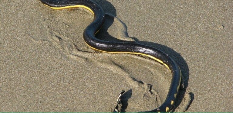 Cobra rara tem poder para matar até 100 homens com única picada