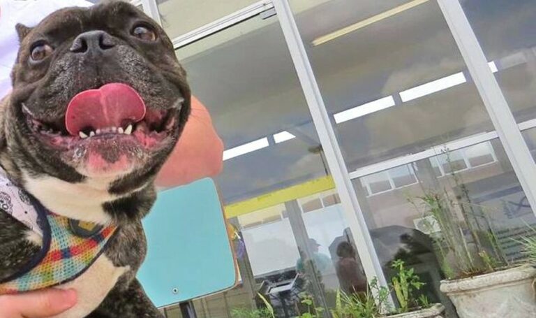 Dois cães testam positivo para o novo coronavírus