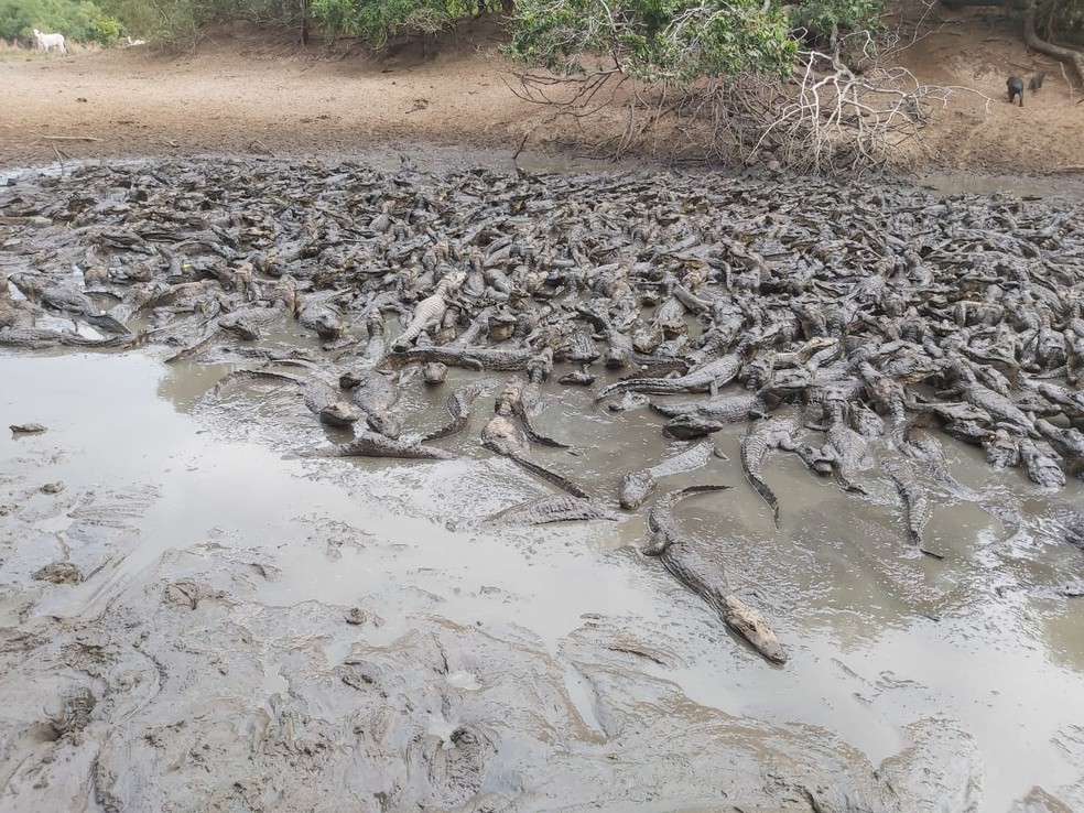 MS tem 5 mil jacarés ‘presos’ e amontoados à beira da morte em açude
