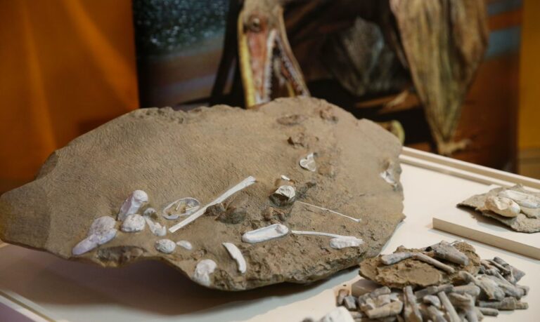 Cientistas esclarecem origem dos pterossauros