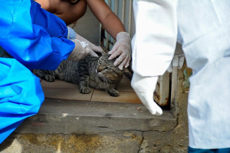 Sobe para 22 número de casos suspeitos de doença transmitida por fungos em Manaus