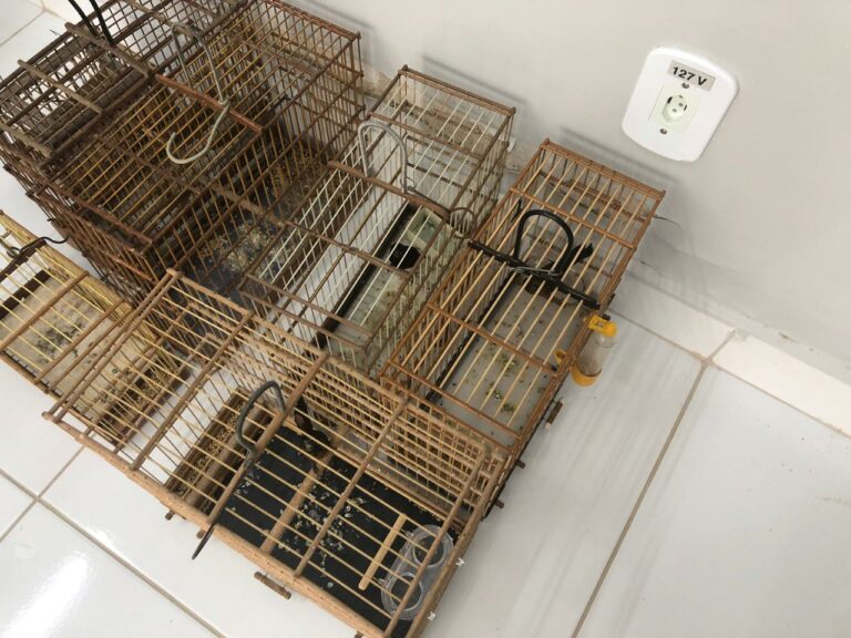 Crime ambiental: Pássaros em cativeiro são apreendidos em Rio Branco