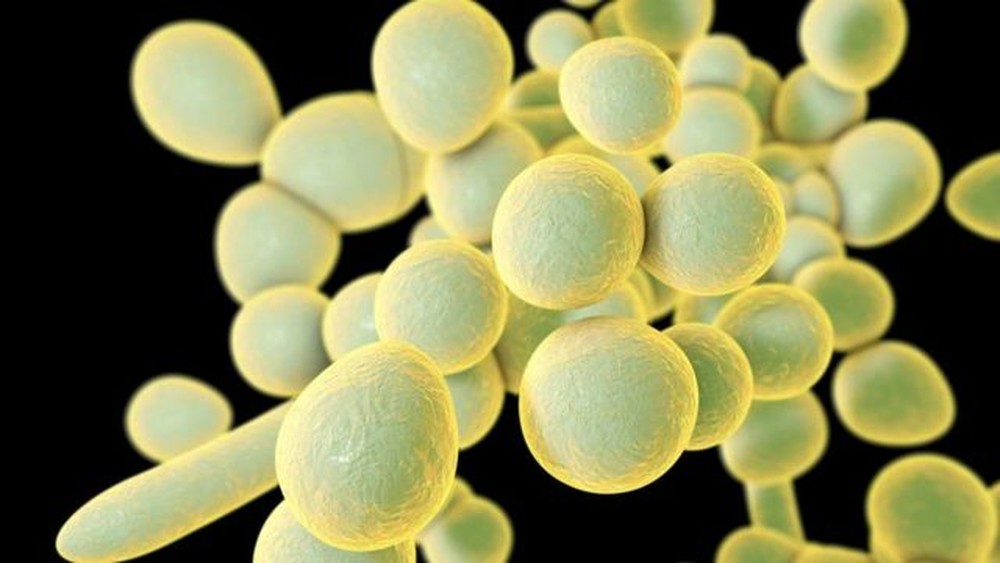 ‘Superfungo’ em alerta no Brasil preocupa mas não é ameaça como Covid-19, diz infectologista