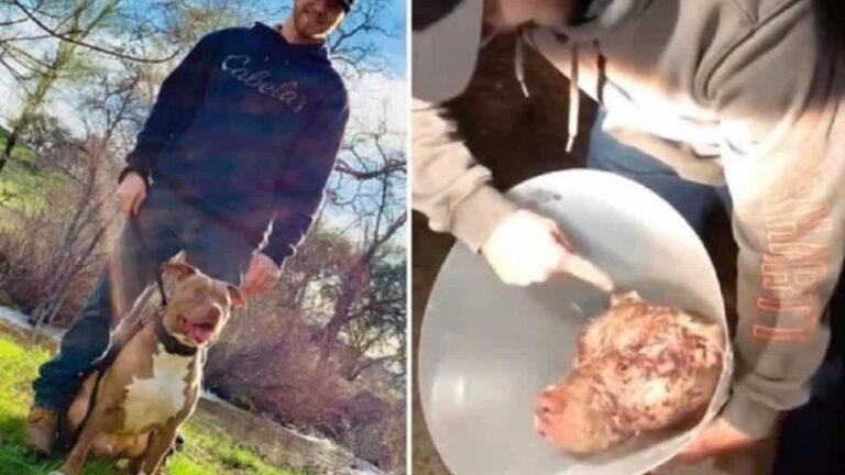 Homem enfrenta urso com socos para salvar pit bull