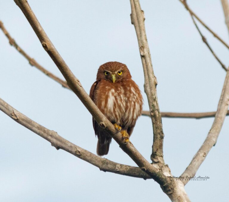 Uma das menores corujas do mundo no Acre