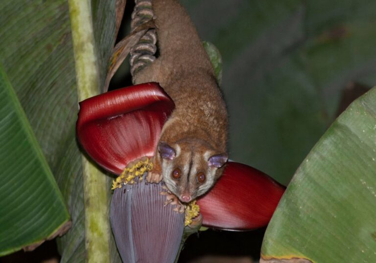 No AC, cuíca é flagrada alimentando-se de néctar em bananeira