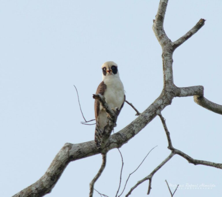 Conheça o pássaro no Acre que anuncia a morte das pessoas