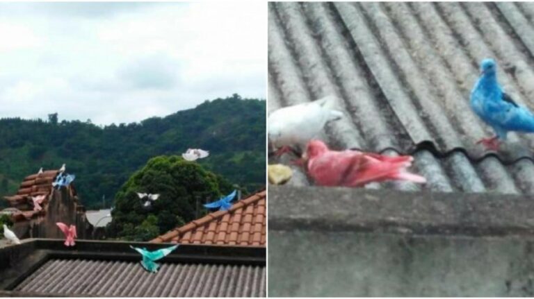 Pombos são pintados e prefeitura investiga responsáveis; veja fotos