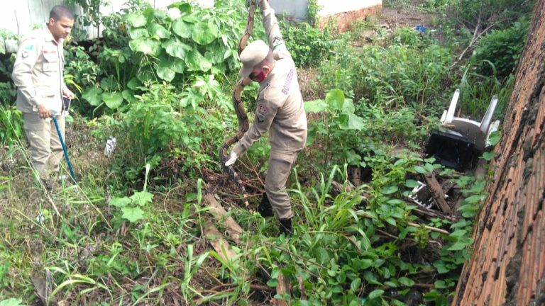 Cobra de quase 3 metros é capturada em terreno próximo ao centro de Rio Branco