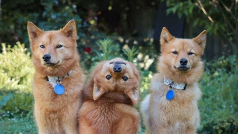 A cachorra ‘exorcista’ (e fofa) que vira a cabeça com o comando ‘demônio’