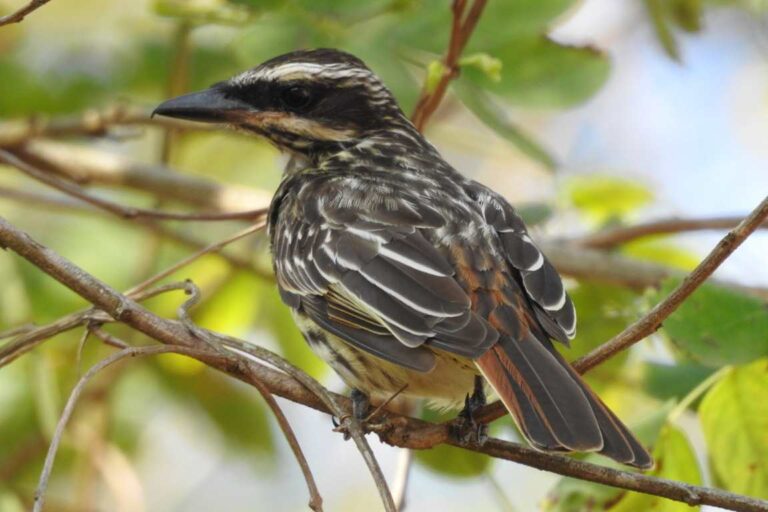 Pássaro “paulista” viaja 3 mil km e passa o inverno na Floresta Amazônica
