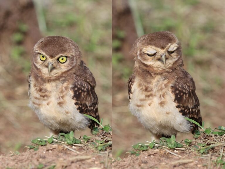 ‘Foi o que me salvou’, diz dona de casa sobre foto de aves