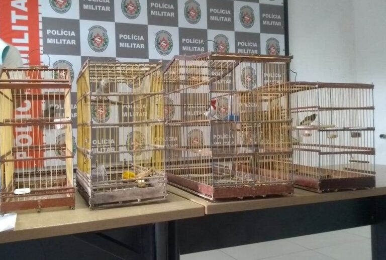 Homem engole pássaro para tentar não ser preso por maus-tratos a animais