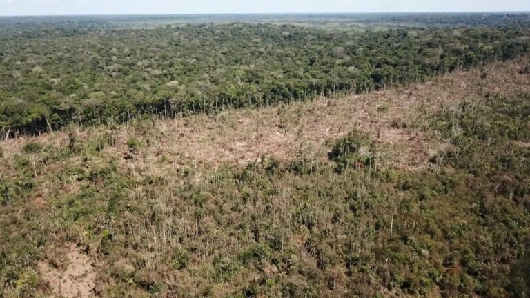 Desmatamento na Amazônia em 2020 é o maior dos últimos 10 anos
