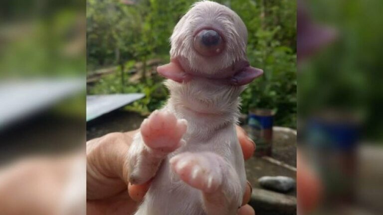 Cachorro nasce com um olho, sem focinho e com duas línguas