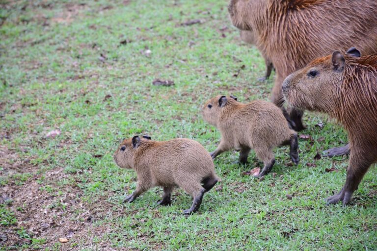 Capivaras bebês em Rio Branco