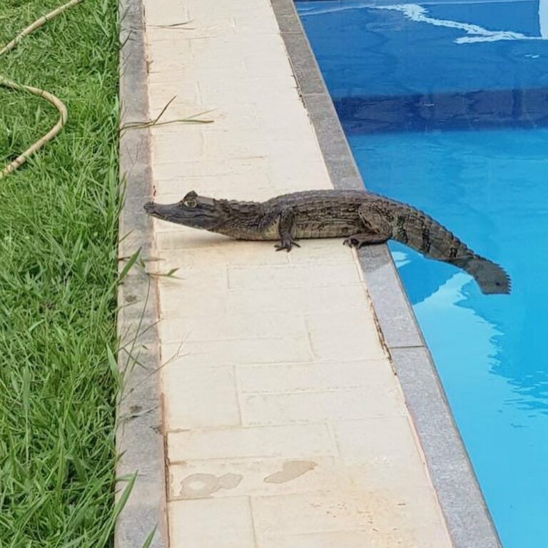 Jacaré ferido é resgatado em piscina de residencial em Rio Branco