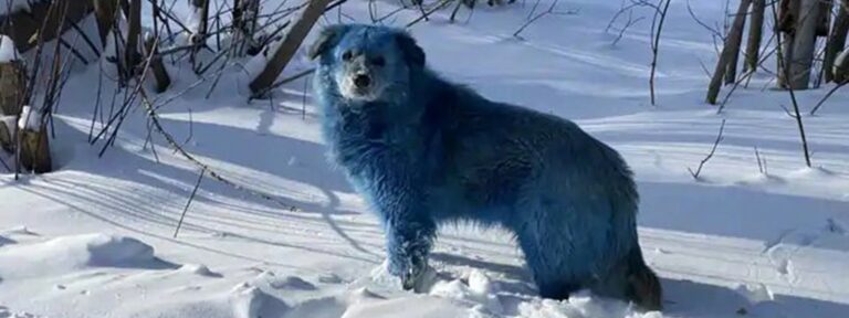 Cães azuis aparecem na Rússia perto de uma fábrica abandonada