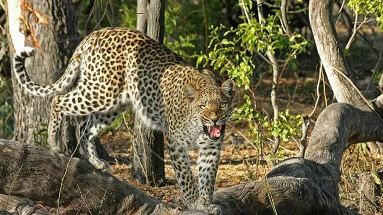 Na Índia, homem estrangula leopardo para salvar sua família