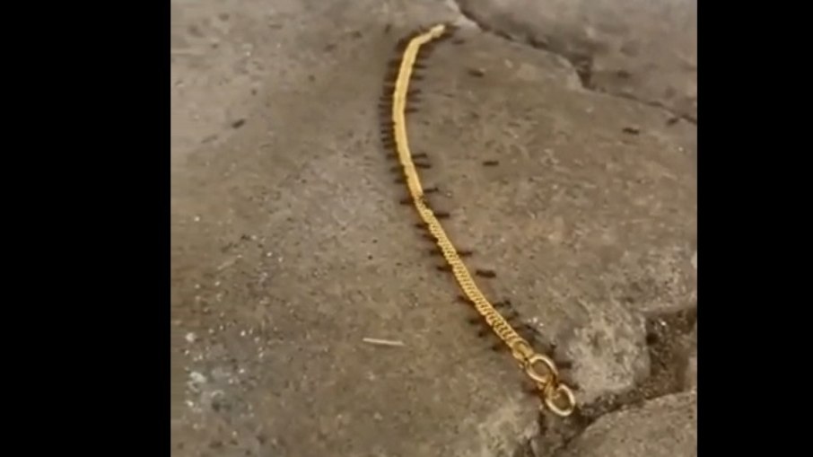Vídeo: “quadrilha” de formigas é flagrada durante roubo de pulseira de ouro; assista