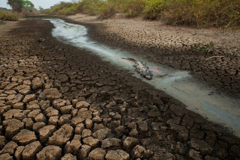 Peixes agonizam com fenômeno ‘decoada’, que atinge rios do Pantanal