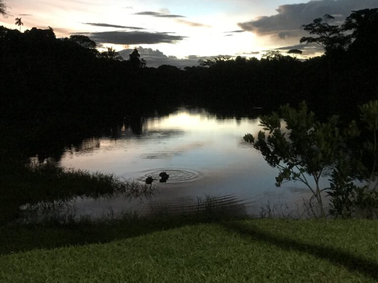 Capivaras no Lago da UFAC