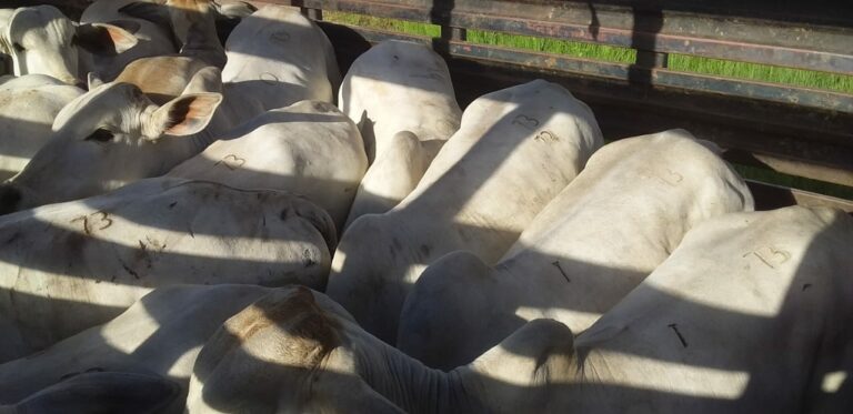 Nove são presos por roubo de gados e falsificação de guias no AC