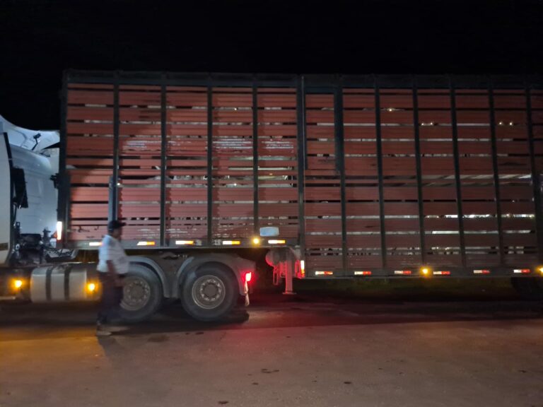 Quase 100 cabeças de gado transportadas ilegalmente para SP são apreendidas no AC