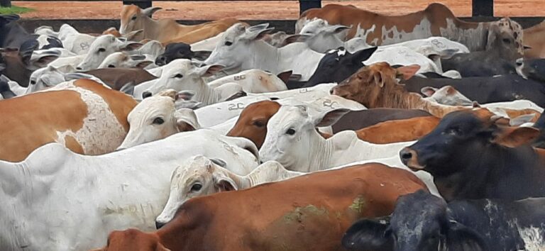Quase 200 cabeças de gado furtadas no Acre são recuperadas pela Polícia Civil
