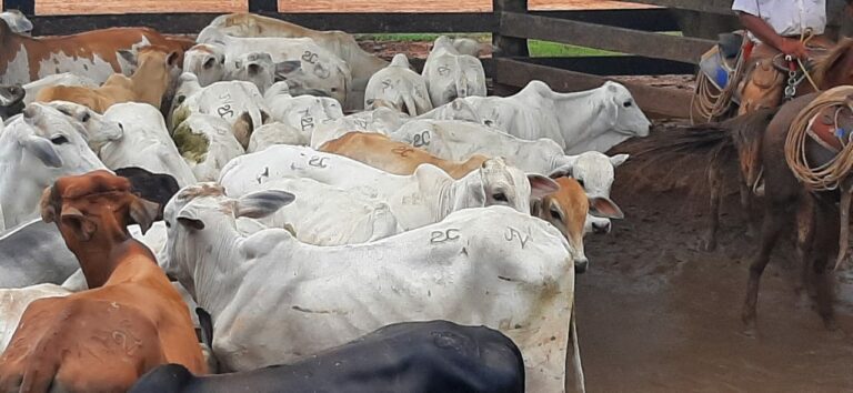 Fiocruz confirma duas pessoas com suspeita da ‘doença da vaca louca’