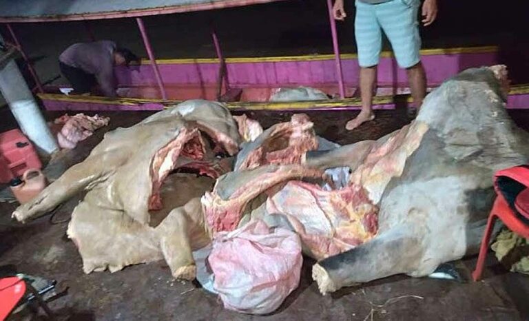 Operação “Chupa-cabra”: PM desmonta quadrilha que roubava gado no interior