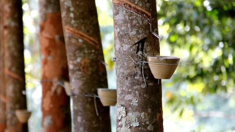 Como o surto da borracha no Acre quase levou o Brasil à guerra