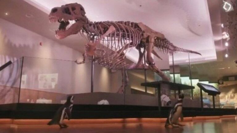 Cientistas descobrem nova espécie de dinossauro com mais de 15 metros; veja