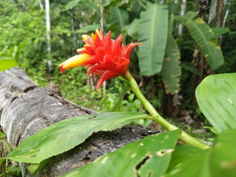 Pesquisadores reencontram planta rara no AC registrada pela primeira vez há mais de 100 anos