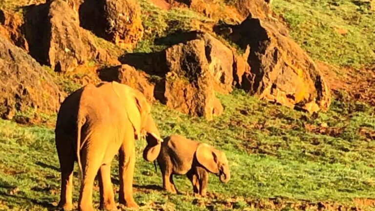 Tratador morre após elefante o atingir com a tromba em parque da Espanha