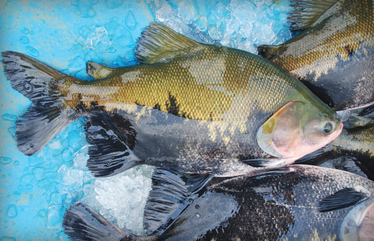 Peixes consumidos no AC podem ser a causa da síndrome da urina preta, diz estudo