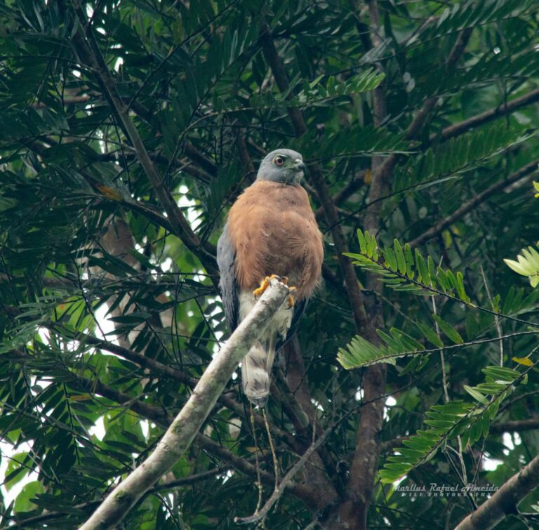 Gavião-ripina encontrado na Serra do Divisor