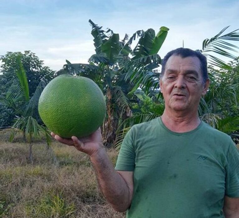 Chácara em Epitaciolândia produz laranjas gigantes de mais de 2 kg