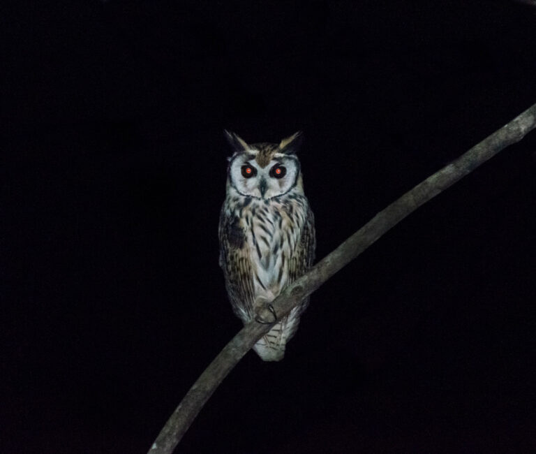 Coruja-orelhuda no interior do Acre