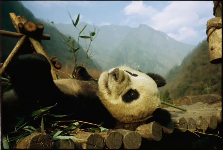 Panda de cativeiro se delicia com bambu, na China