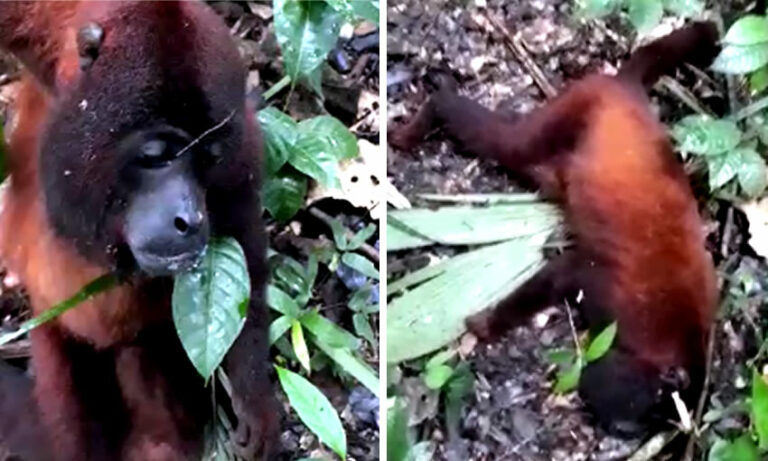 Macacos encontrados agonizando no AC estavam com febre amarela, diz estudo