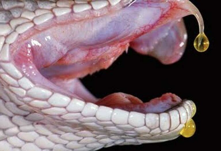 Humanos têm os moldes genéticos para produzir veneno