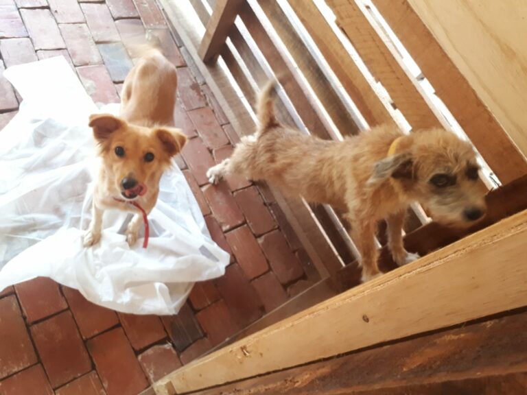 Quase 1 mês após fim da cheia, animais ainda aguardam donos no Centro de Zoonoses