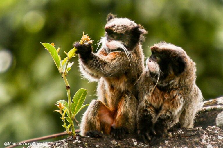 Fotografia de macacos no AC em contato com planta emociona: “Gratidão pela vida”