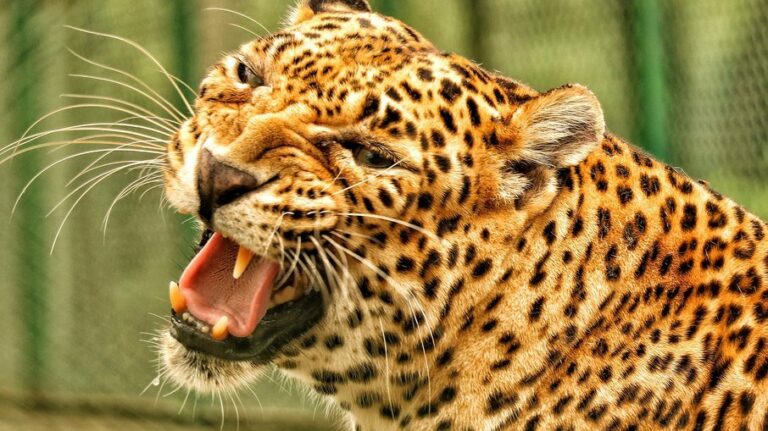 Leopardo causa pânico, ataca pessoas e 5 acabam feridas; veja o vídeo