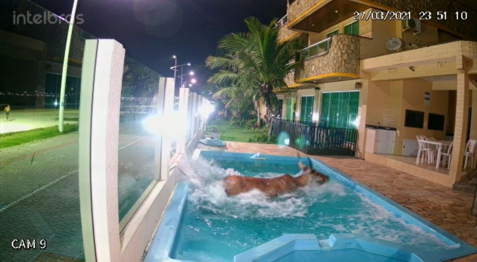 Farra do boi em SC acaba com animal caído em piscina, polícia investiga