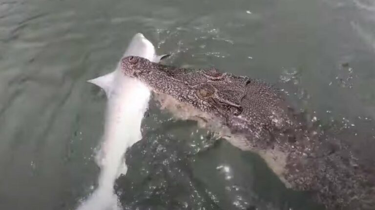 Crocodilo “ladrão” tenta roubar tubarão fisgado por pescador; veja quem venceu