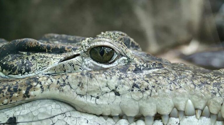 Casal é surpreendido com jacaré em garagem de casa; assista