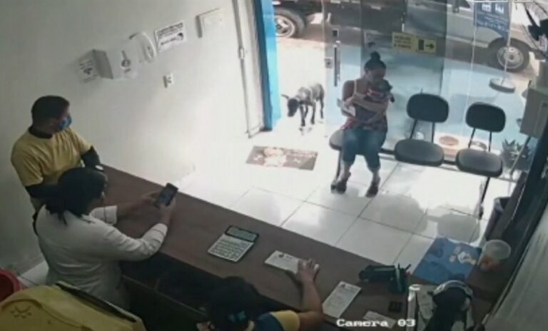 Cão ferido entra sozinho em clínica veterinária e recebe tratamento; vídeo